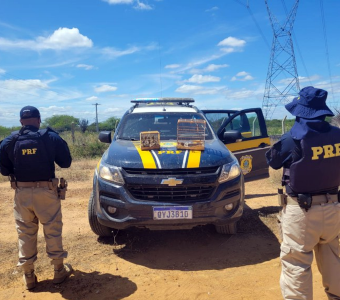image-5-1024x905 Acidente entre carro e caminhão deixa um morto e três feridos graves na BR-116