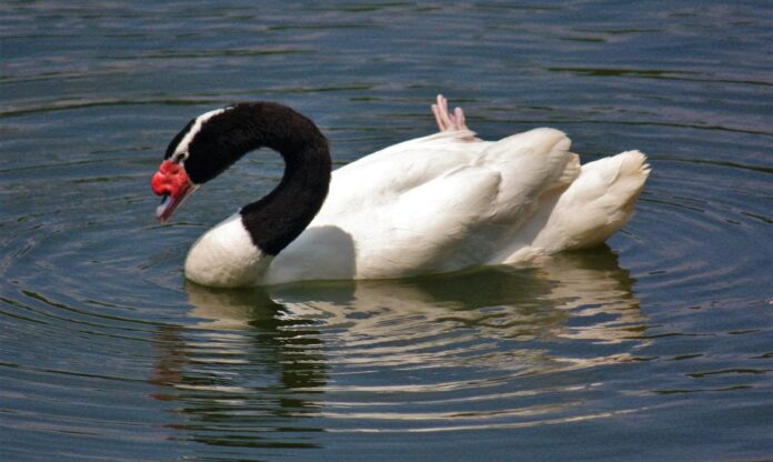 cygnus_melancoryphus