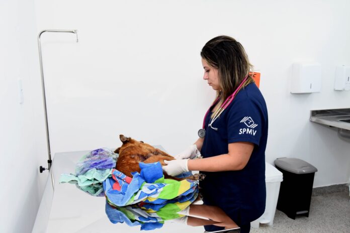 Nova lei prevê prisão para exercício ilegal da medicina veterinária