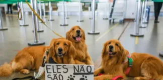 Viajar ou não com os pets nas férias?