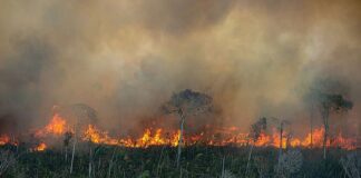 Congresso destina mais verbas para castração de pets do que para proteção ao meio ambiente