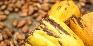 Nova lei estabelece percentual mínimo de cacau em chocolates