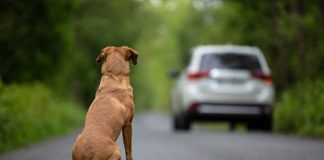 Vereadora repudia abandono de cachorro em Salvador e cobra apuração da Polícia Civil