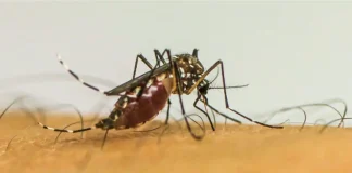 Brasil ultrapassa 1 milhão de casos prováveis de dengue em 2025