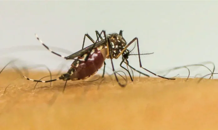 Mosquito da dengue Brasil ultrapassa 1 milhão de casos prováveis de dengue em 2025