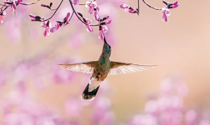 vatairea_macrocarpa_colibri_serrirostris