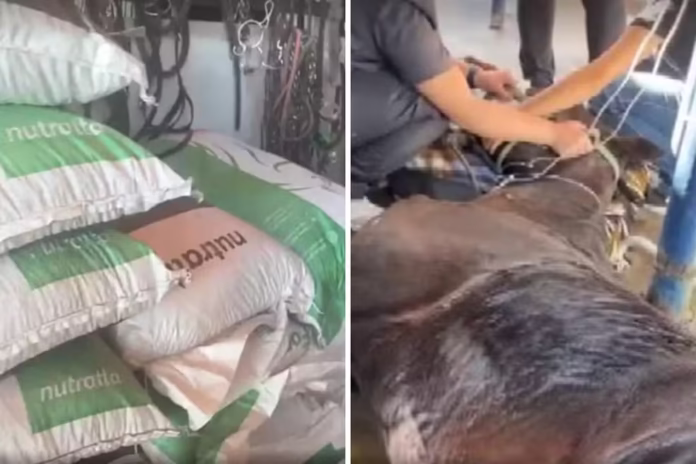 morte de cavalos