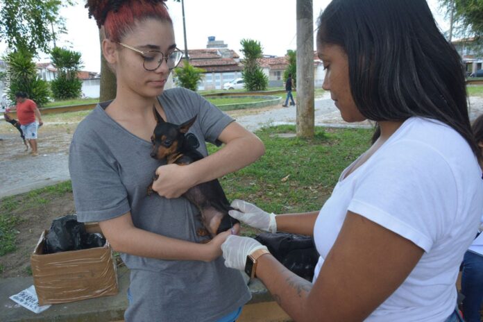 Vacinação antirrábica para cães e gatos chega a bairros de Salvador