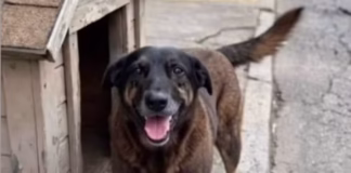 Entenda o caso do cão Orelha, brutalmente agredido até a morte em Santa Catarina