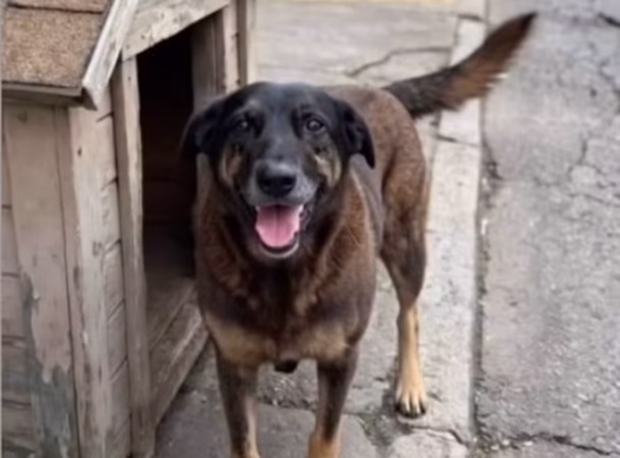 orelha Entenda o caso do cão Orelha, brutalmente agredido até a morte em Santa Catarina