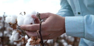 Feira Agrorosário reúne tecnologias para cultivo de algodão no oeste da Bahia