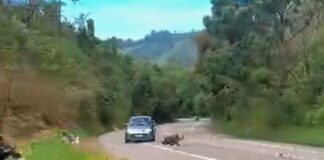 Motociclista morre após grave acidente com carro em rodovia