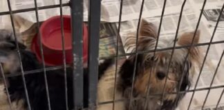 Operação da PF resgata animais sob maus tratos em clínica de Salvador
