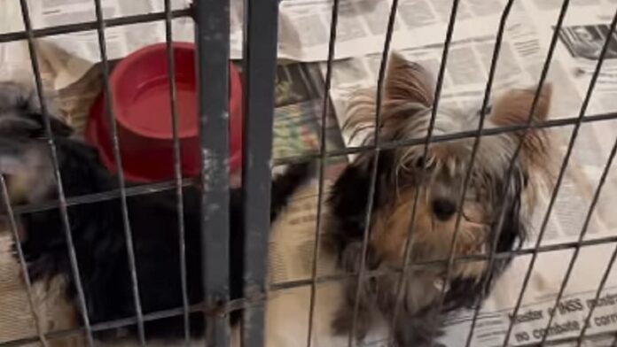 Operação da PF resgata animais sob maus tratos em clínica de Salvador