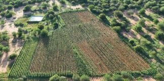  PM apreende plantação com mais de 170 mil pés de maconha na Bahia
