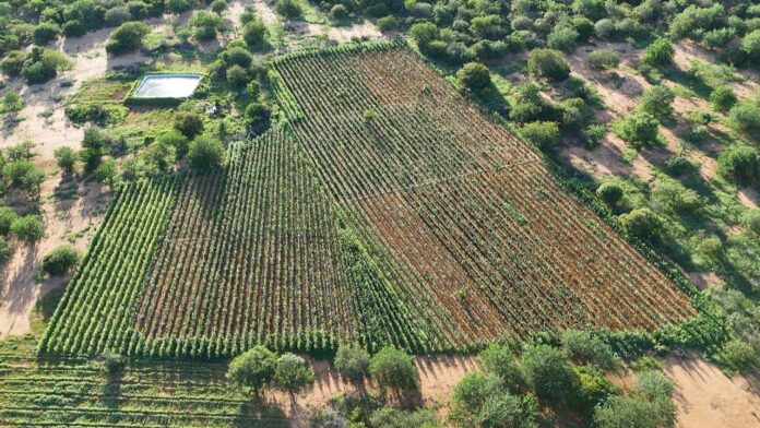 plantaçao maconha PM apreende plantação com mais de 170 mil pés de maconha na Bahia