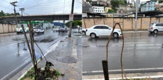Vandalismo contra mudas ameaça arborização em Salvador