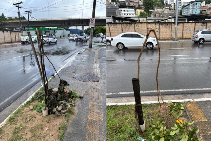 Vandalismo contra mudas ameaça arborização em Salvador