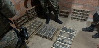 Operação resgata mais de 370 aves silvestres na Bahia, Alagoas e Pernambuco