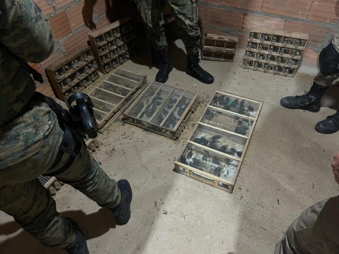 aves silvestres policia passaro Operação resgata mais de 370 aves silvestres na Bahia, Alagoas e Pernambuco