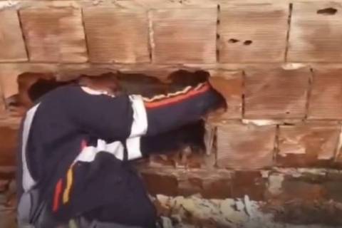 recem nascido muros paraiba Recém-nascido abandonado entre muros morre na Paraíba