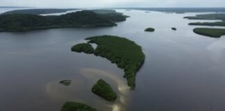 Carbono azul ganha espaço na agenda climática dos oceanos