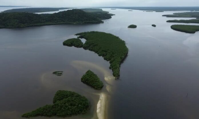 carbono azul Carbono azul ganha espaço na agenda climática dos oceanos