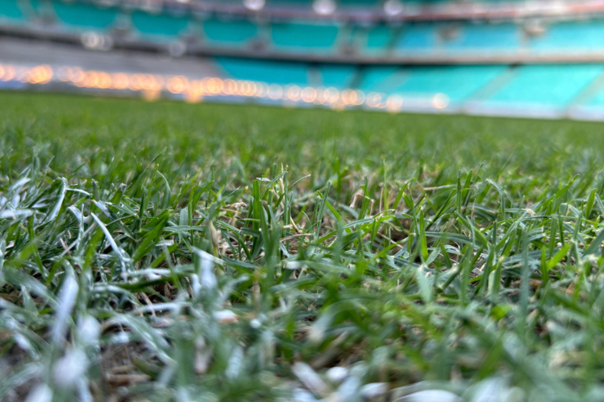 Arena Fonte Nova: haverá troca da grama no setor norte, devido ao inverno; saiba mais sobre gramado híbrido